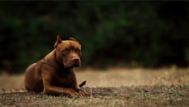 Pet pit bull mauls 82-year-old woman to death in Lucknow Pet pit bull mauls 82-year-old woman to death in Lucknow