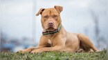 Yet another pit bull attack: Do they make good household pets?