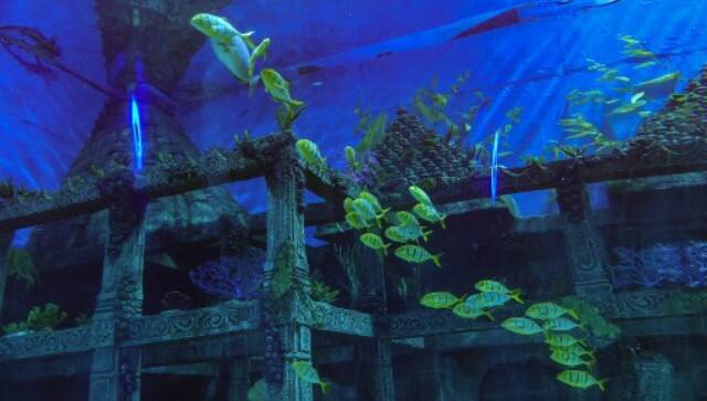 Fish swim inside an Aquatic Gallery at the Gujarat Science City, some 20 kms from Ahmedabad on July 21, 2021. AFP