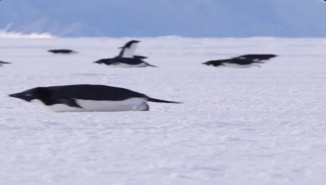 Watch: Penguins engage in different kind of 'morning rush', video melts hearts Watch: Penguins engage in different kind of 'morning rush', video melts hearts