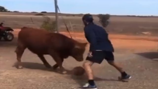 'Wally Szczerbeefak?': Man plays basketball with bull, here's how internet reacted 'Wally Szczerbeefak?': Man plays basketball with bull, here's how internet reacted