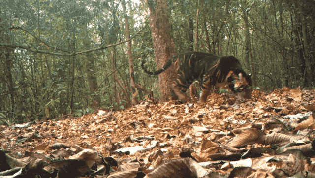 The black sheep of Indian tigers, rare and majestic The black sheep of Indian tigers, rare and majestic