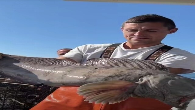 US fisherman catches monster wolf fish, here's what happened next US fisherman catches monster wolf fish, here's what happened next