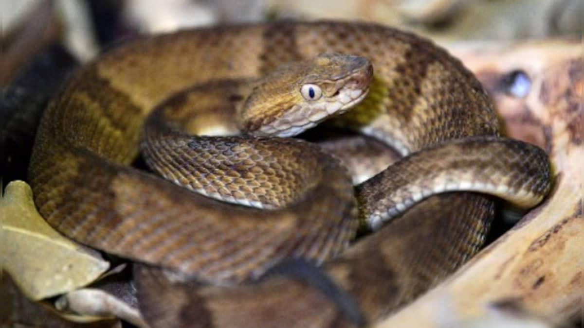 Snake perches on woman while she rests on cot; video will leave you shocked