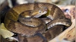 Little girl has 'passion for snakes', seen kissing and cuddling with reptiles