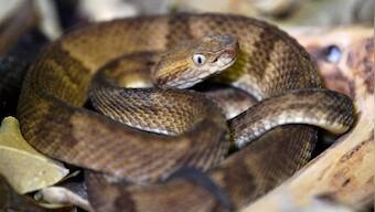 Viral: Snake slides into woman's ear, doctor struggles to extract