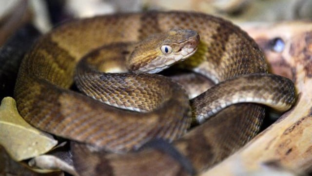 Snake found inside toilet seat; video leaves internet scared