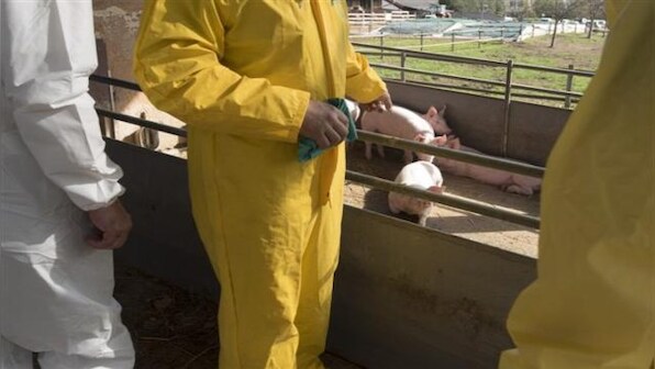 African swine fever reported in Wayanad district, says Kerala Minister J Chinchurani