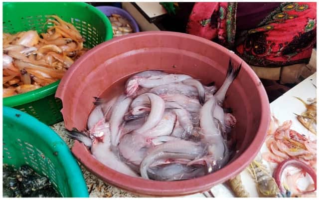 The demand for Bombay duck or bombils goes up in the monsoon season