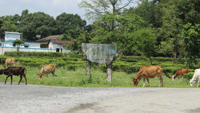 In Bengal, vegetable gardens brew hope for women left jobless in locked tea garden In Bengal, vegetable gardens brew hope for women left jobless in locked tea garden