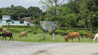 In Bengal, vegetable gardens brew hope for women left jobless in locked tea garden