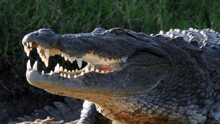 Watch: Giant alligator roars as Florida officials try to rescue it