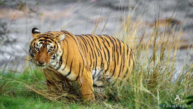 History takes little note of maneater tigress of Mundali but hers was a terror rule of 13 years in Chakrata hills History takes little note of maneater tigress of Mundali but hers was a terror rule of 13 years in Chakrata hills