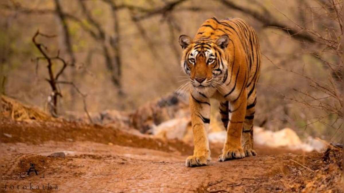 Maya, Machli, Munna, naam toh suna hoga?: How India’s legendary tigers got their names