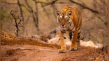 Maya, Machli, Munna, naam toh suna hoga?: How India’s legendary tigers got their names