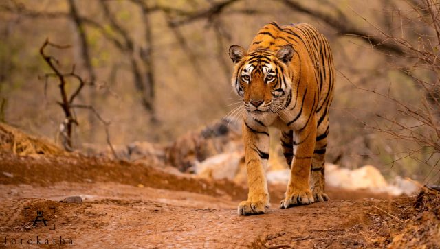 Maya, Machli, Munna, naam toh suna hoga?: How India’s legendary tigers got their names Maya, Machli, Munna, naam toh suna hoga?: How India’s legendary tigers got their names