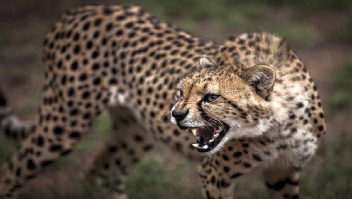 Leopards from South Africa will be brought to India after Namibia, an agreement reached between the two countries