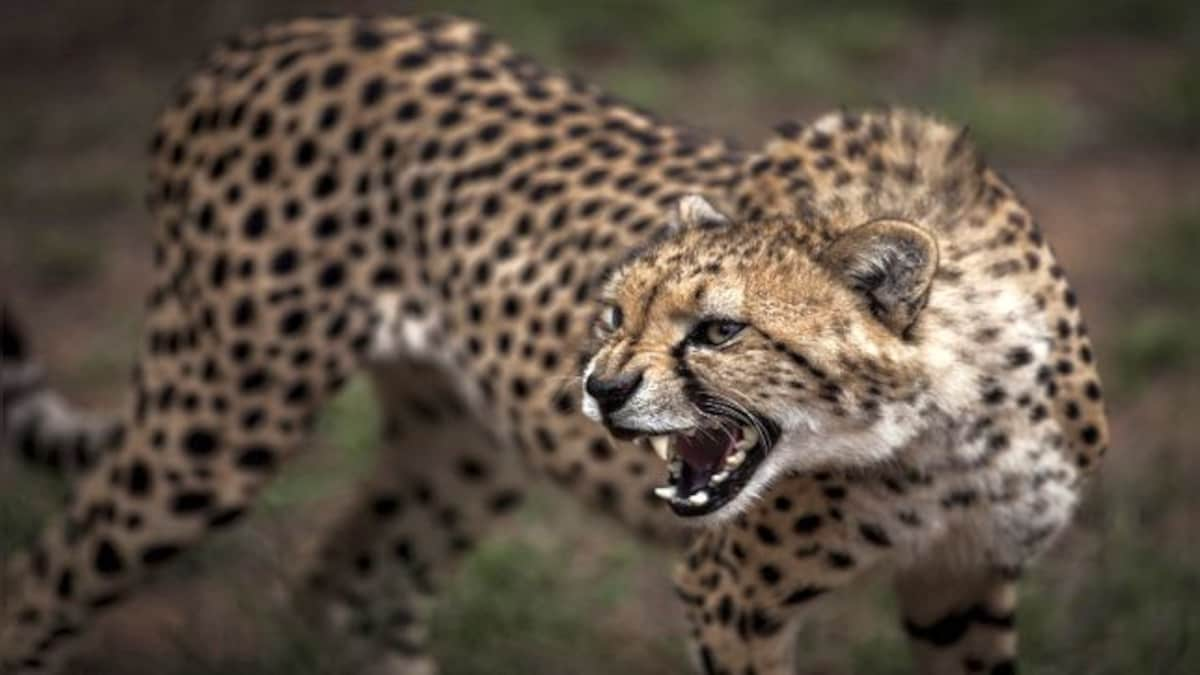 MP: Cheetahs to arrive in Kuno National Park from Namibia on 17 September