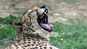 Tourism in Chambal will be boosted after reintroduction of cheetas, says CM Shivraj Singh Chouhan