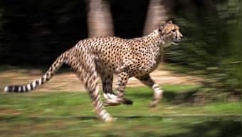 MP: Seven helipads to come up in Kuno National Park for cheetah reintroduction