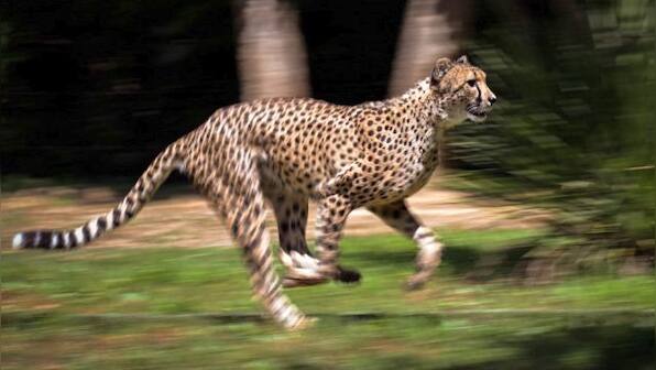 MP: Seven helipads to come up in Kuno National Park for cheetah reintroduction