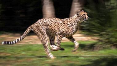 MP: Seven helipads to come up in Kuno National Park for cheetah reintroduction
