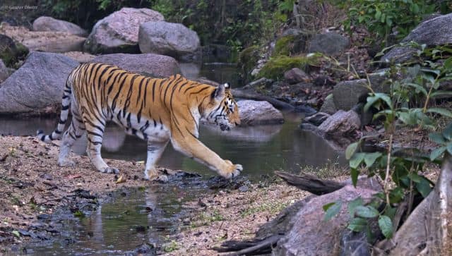 Collarwali from Pench Tiger Reserve gave the forest 29 cubs. Image courtesy: Gaurav Dhotre