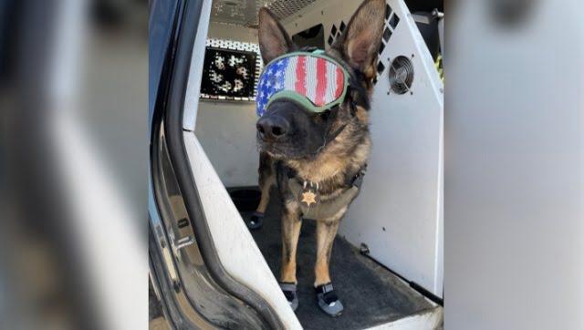 Watch: US Police dog gets special shoes, sunglasses to beat the heat Watch: US Police dog gets special shoes, sunglasses to beat the heat