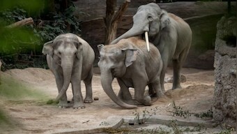 Watch: Wild elephant roams in Assam's Tezpur, creates havoc