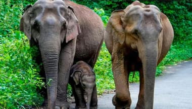 Female elephants from herd come to baby jumbo's rescue, watch