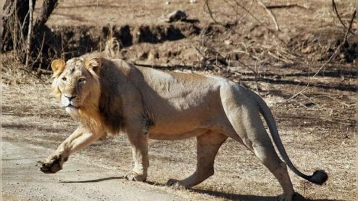 Wild wild worry: Why the Asiatic lion needs a home other than Gujarat’s Gir