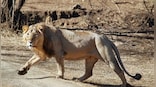 Wild wild worry: Why the Asiatic lion needs a home other than Gujarat’s Gir