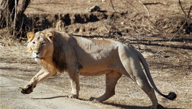 Wild wild worry: Why the Asiatic lion needs a home other than Gujarat’s Gir Wild wild worry: Why the Asiatic lion needs a home other than Gujarat’s Gir