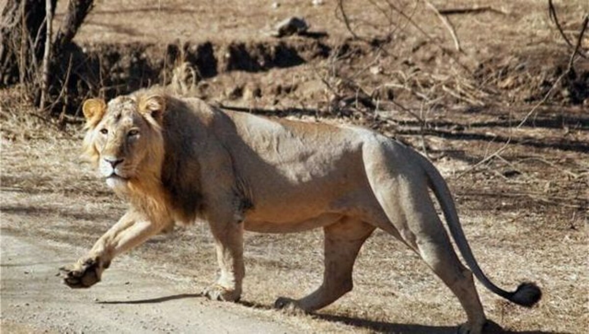Wild wild worry: Why the Asiatic lion needs a home other than Gujarat's Gir