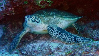 Endangered sea turtles found stabbed off Japan island: Here's what happened, who did it