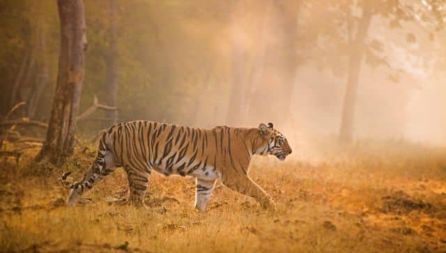 Maya is the most famous tigress from Tadoba in Maharashtra. Image couretsy: Arpit Parekh