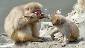 Japanese city under attack! How monkeys have become a menace in Yamaguchi