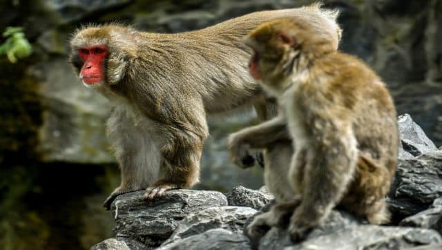 Initially, only children and women were attacked by the Japanese Macaques. However, recent attacks have been against the elderly and adult men. AFP