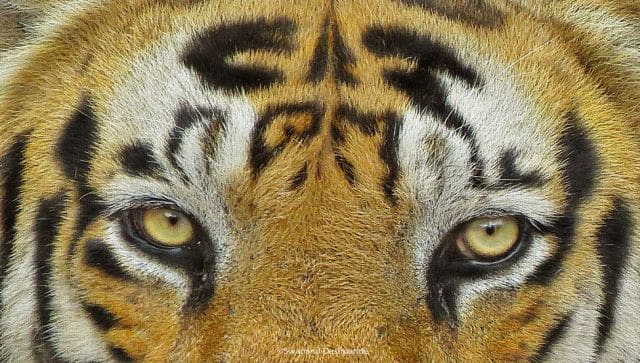 The tiger Munna from Kanha had a forehead marking that resemebled the word 'CAT'. Image courtesy: Pugdungee Safaris 