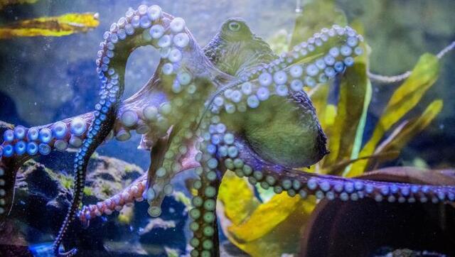 Watch: Octopus changes colour while swimming, internet left stunned Watch: Octopus changes colour while swimming, internet left stunned