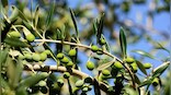 How are olives beneficial for health? Celebrity nutritionist Lovneet Batra explains