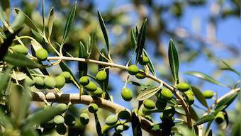 How are olives beneficial for health? Celebrity nutritionist Lovneet Batra explains