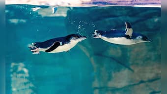 Happy, tiny feet: San Diego aquarium welcomes world's smallest penguins