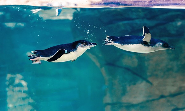 Happy, tiny feet: San Diego aquarium welcomes world's smallest penguins Happy, tiny feet: San Diego aquarium welcomes world's smallest penguins