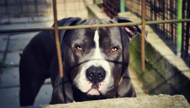 Woman battles for life after pit bull attack in Gurugram: When dogs went feral in India Woman battles for life after pit bull attack in Gurugram: When dogs went feral in India