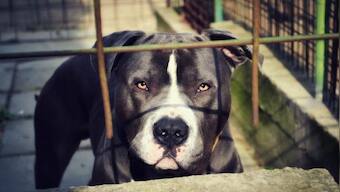 Woman battles for life after pit bull attack in Gurugram: When dogs went feral in India