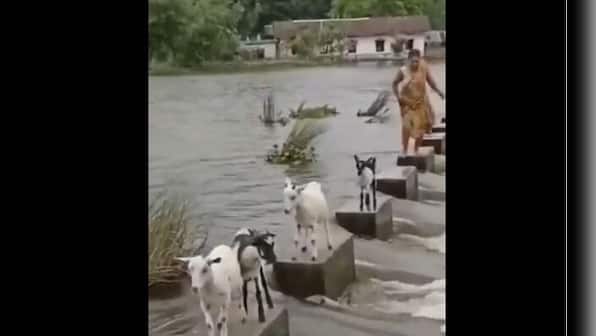 Watch: Goats skillfully cross overflowing river, internet says humans can learn a lot from animals