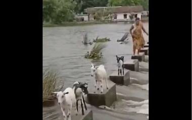 Watch: Goats skillfully cross overflowing river, internet says humans can learn a lot from animals