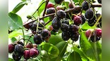 Three recipes you can make to get benefits of jamuns all year round