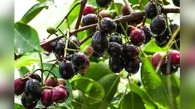 Three recipes you can make to get benefits of jamuns all year round